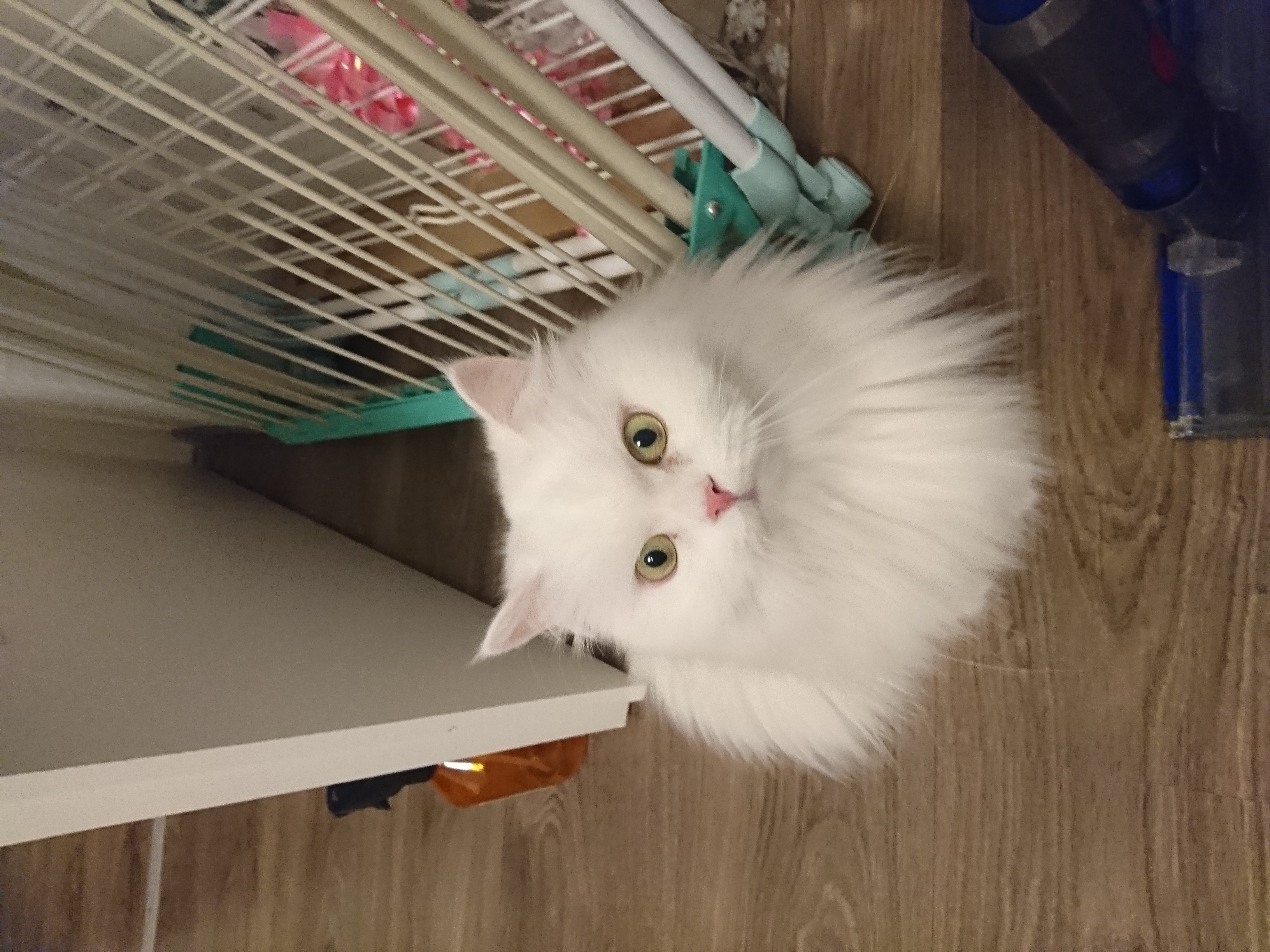Katze mit großen Augen